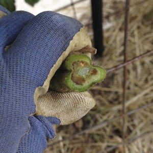 Fusarium or Verticillium infected tomato stem showing darkened vascular tissue in cross-section