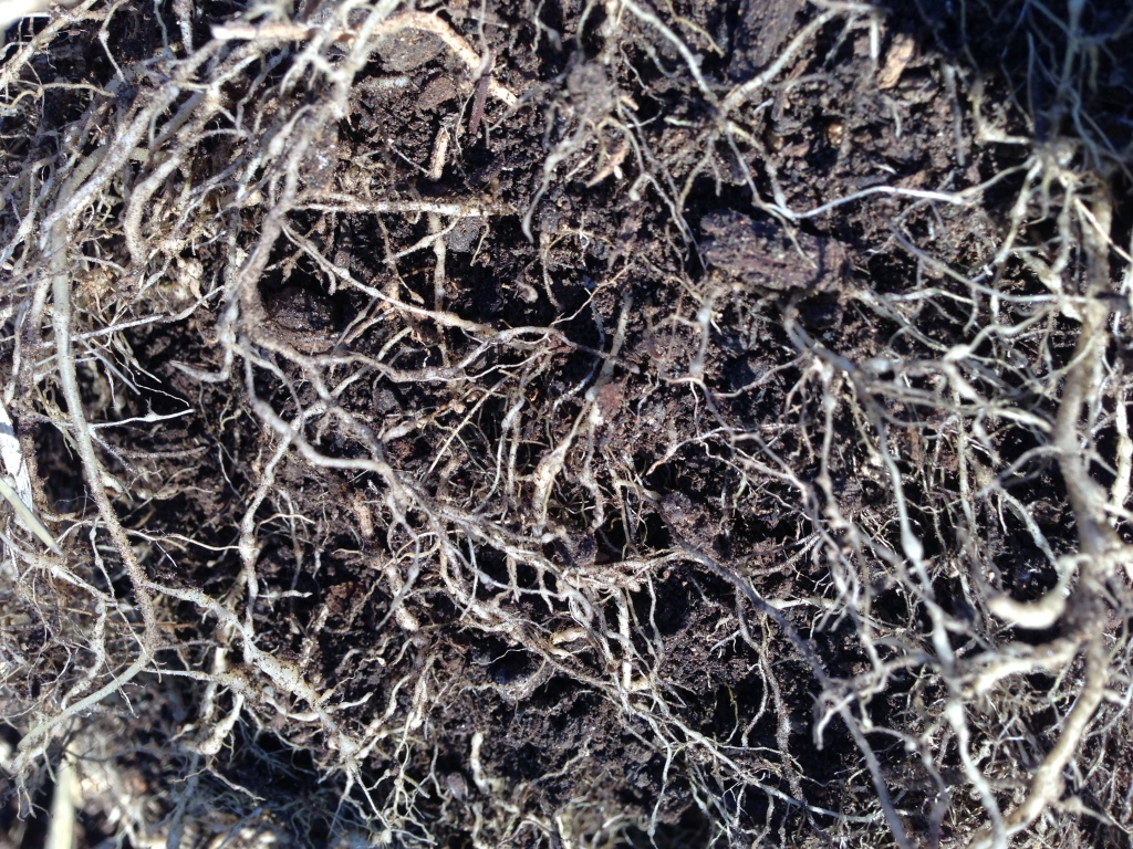 Roots showing root-knot nematode nodules