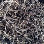 Roots showing root-knot nematode nodules