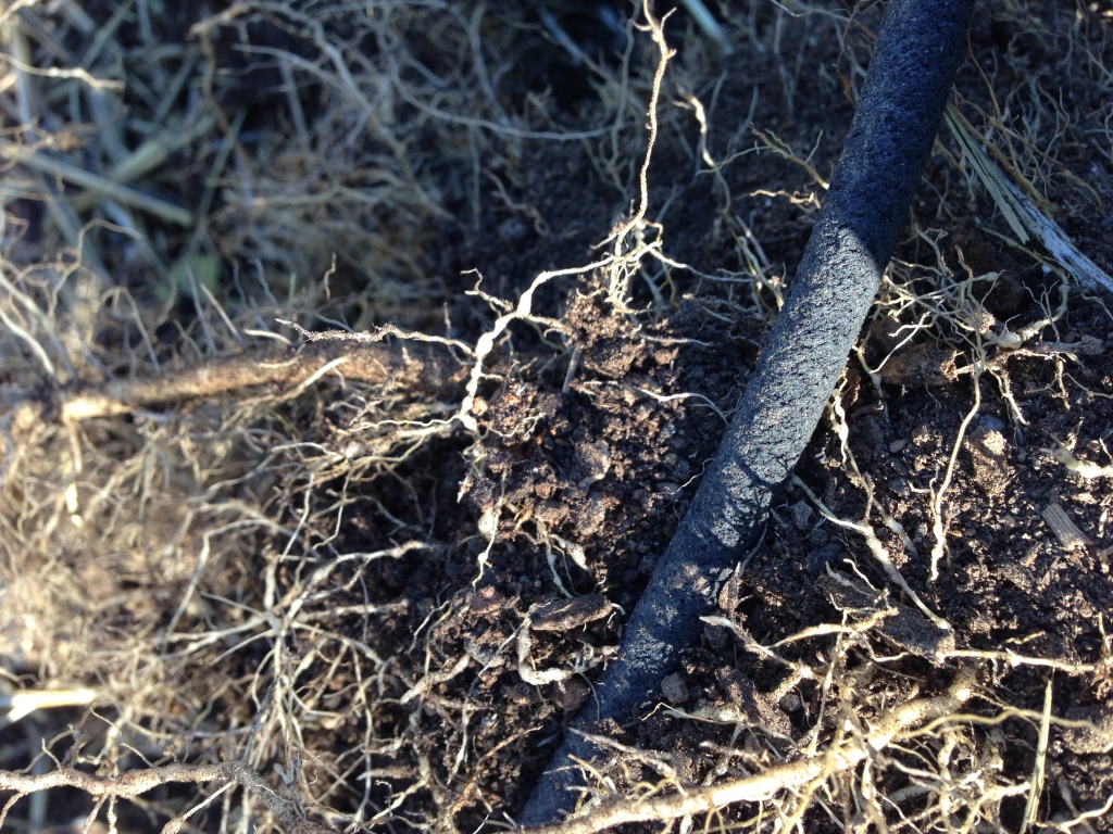 Roots showing root-knot nematode nodules