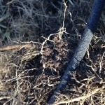 Roots showing root-knot nematode nodules