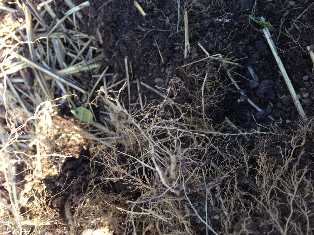 Roots showing root-knot nematode nodules