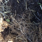 Roots showing root-knot nematode nodules