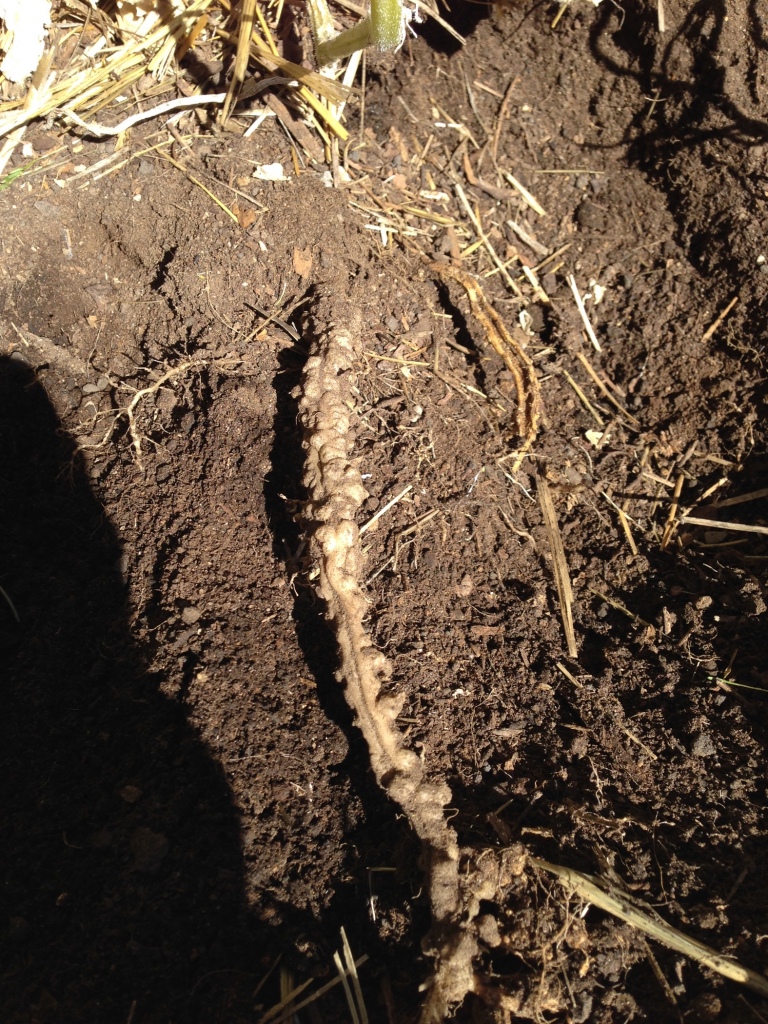 Severe root-knot nematode infection of cucumber