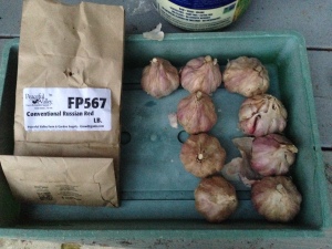 Russian Red Garlic seed stock from Peaceful Valley Farm