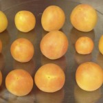 Garden Peach Tomatoes (2014)