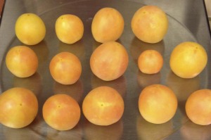 Garden Peach Tomatoes (2014)