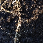 Roots showing root-knot nematode nodules