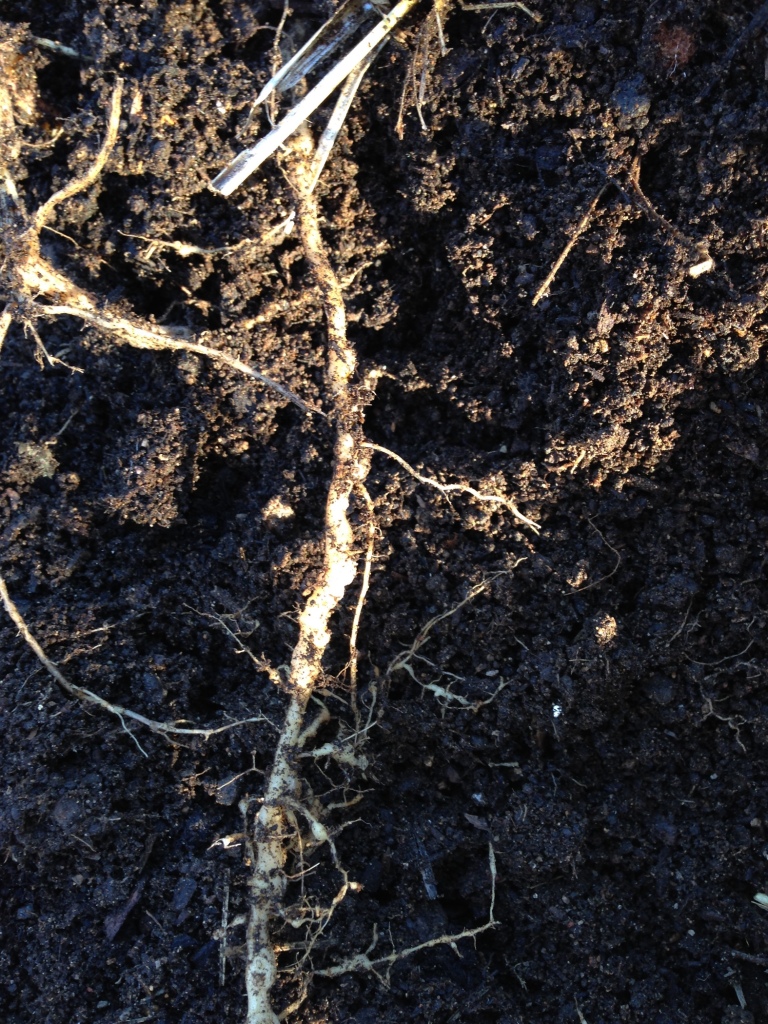 Roots showing root-knot nematode nodules