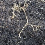 Roots showing root-knot nematode nodules