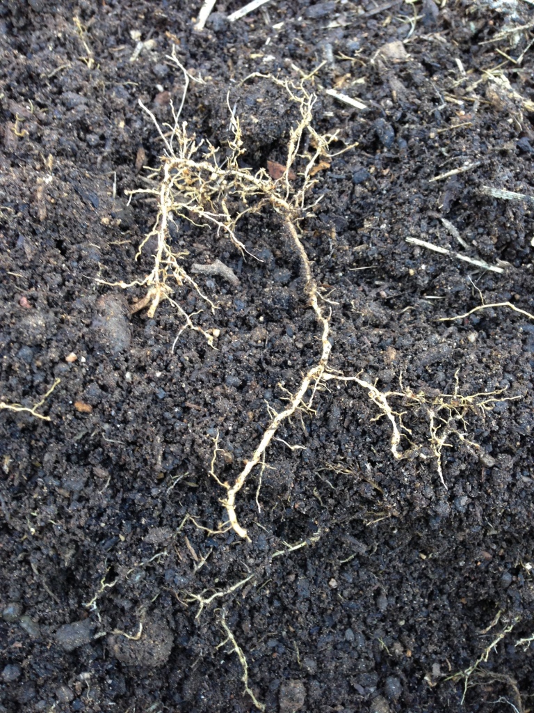 Roots showing root-knot nematode nodules