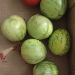 Unripe Green Zebra tomatoes from 2014 harvest