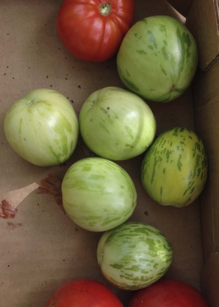 Unripe Green Zebra tomatoes from 2014 harvest