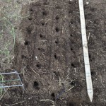 Metechi garlic planted at 6" spacing, offset