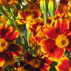 Sparky French Marigold from Bountiful Gardens