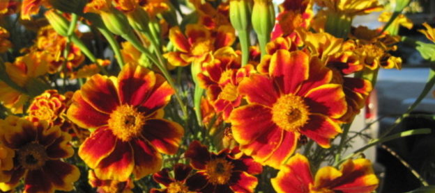 Sparky French Marigold from Bountiful Gardens