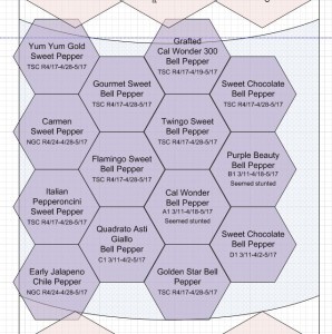 2013 Pepper Bed Layout - Biointensive Spacing