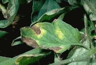 Tomato leaf with powdery mildew