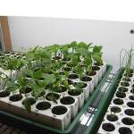 Various seedlings