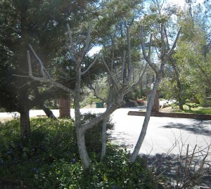 Pruned Fig Tree