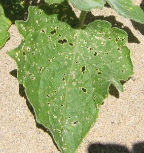 Flea beetle damage