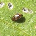 Flea beetle