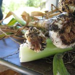 Garlic with Stem & Bulb Nematode infection