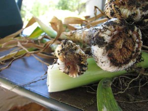 Garlic with Stem & Bulb Nematode infection