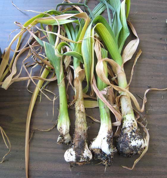 Garlic with Stem & Bulb Nematode infection