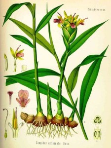Botanical drawing of ginger (wikipedia)