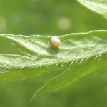 parasitized aphid