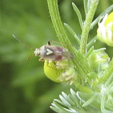 Tarnished plant bug