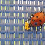 Ladybug laying eggs