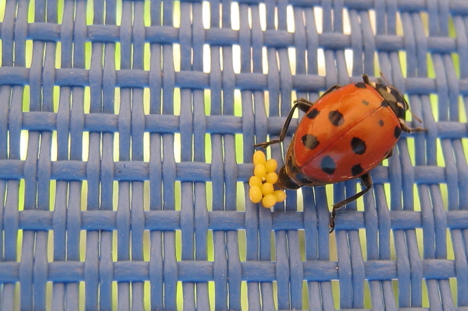 Ladybug laying eggs