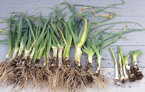 Freshly harvested leeks