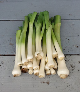 leeks prepared for storage