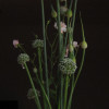 Leeks, onions & roses in a cut flower arrangement