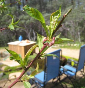 Peach leaf curl