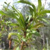 Peach leaf curl