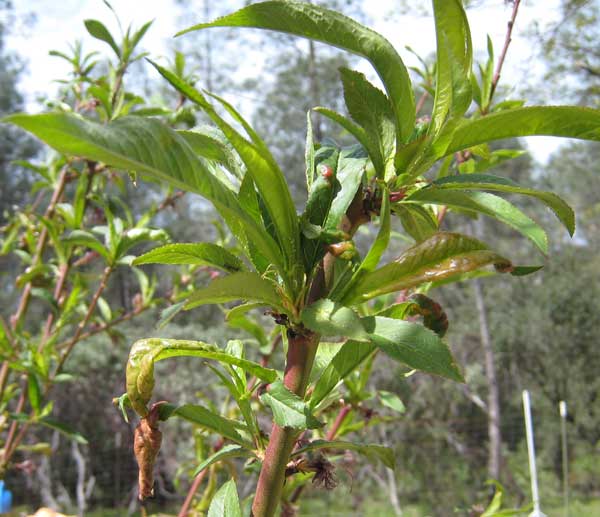 Peach leaf curl