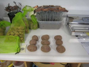 2.5 lbs Mountain Rose seed potatoes; each bag to the left also holds 2.5 lbs of seed potatoes