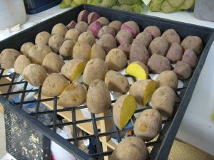 Readying potatoes for planting; 2.5 lbs each of German Butterball and Mountain Rose