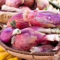 Red Torpedo Onions from Peaceful Valley