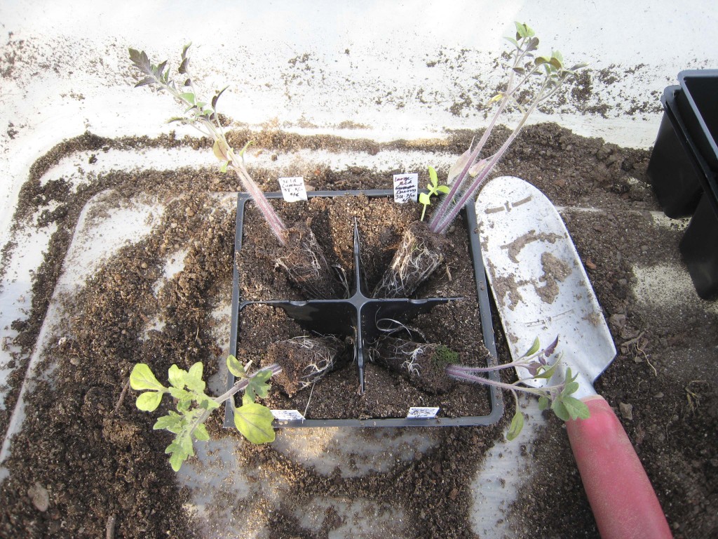 First round of transplanting (up-potting) for these tomato seedlings