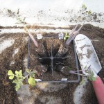 First round of transplanting (up-potting) for these tomato seedlings