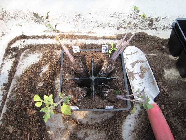 2010 Up-potting into 2" pots