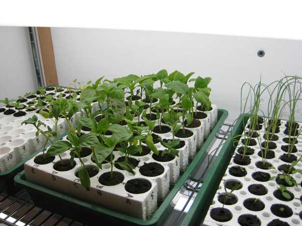 2010 Seed Starting