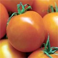 http://www.territorialseed.com/product/Principe_Borghese_Tomato_Seed/403